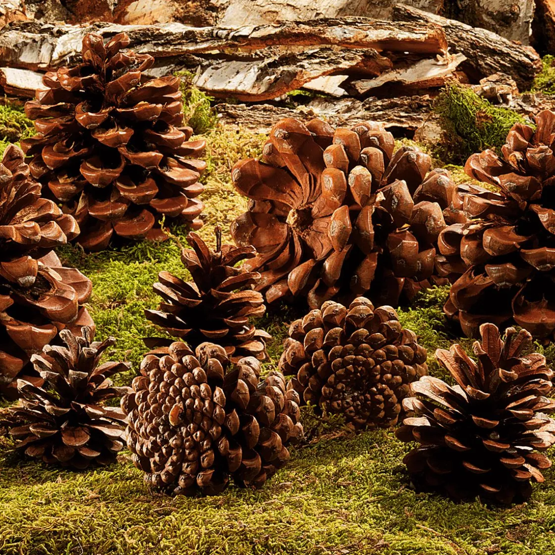 DecoWoerner Decoración Dispersa>Artículos Para Dispersar Piñas De Pino, 10 Piezas