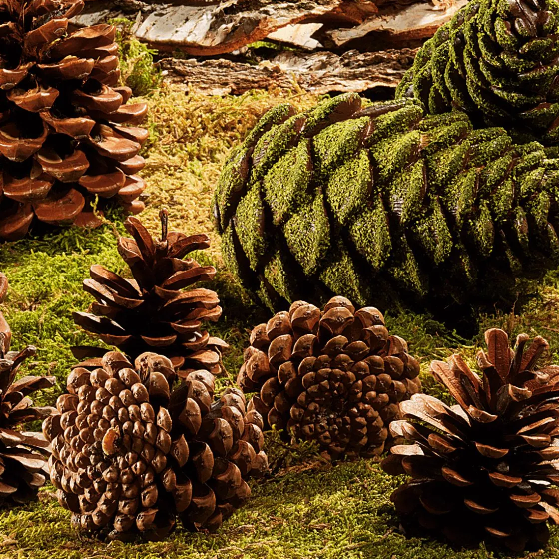 DecoWoerner Decoración Dispersa>Artículos Para Dispersar Piñas De Pino, 10 Piezas