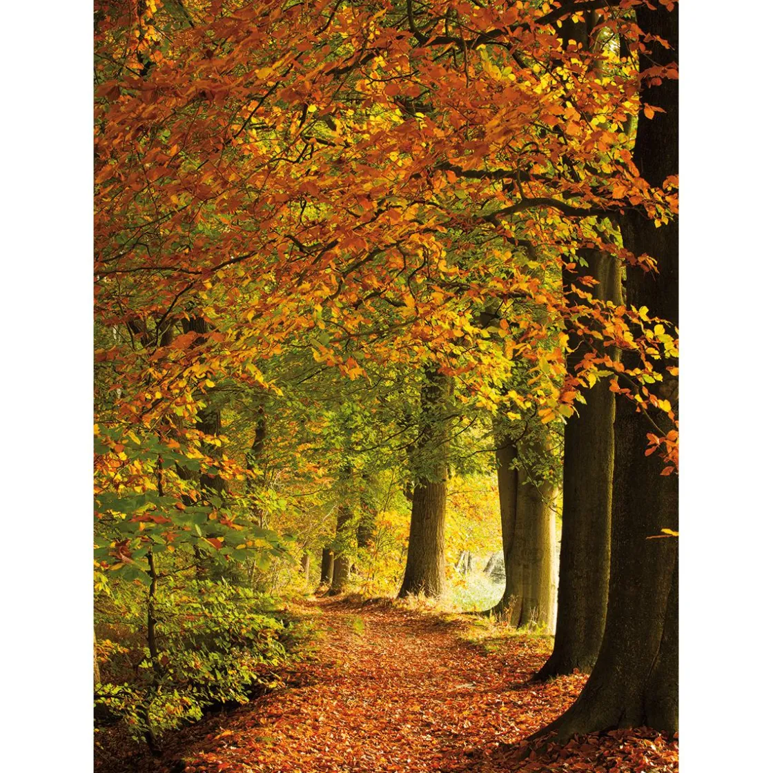 DecoWoerner Bandera Xxl>Bandera De Tela XL "Bosque De Otoño" De Tela De Bandera Ignífuga 150 X 200 Cm