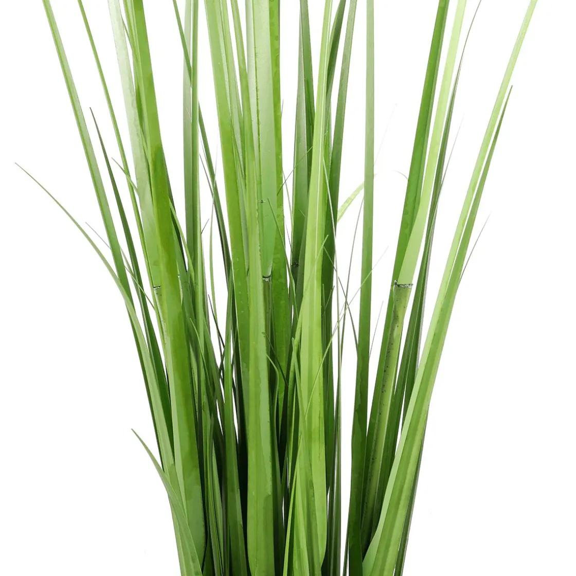 DecoWoerner Decoración De Primavera|Hierba Decorativa>Carrizo Decorativo, 150 Cm