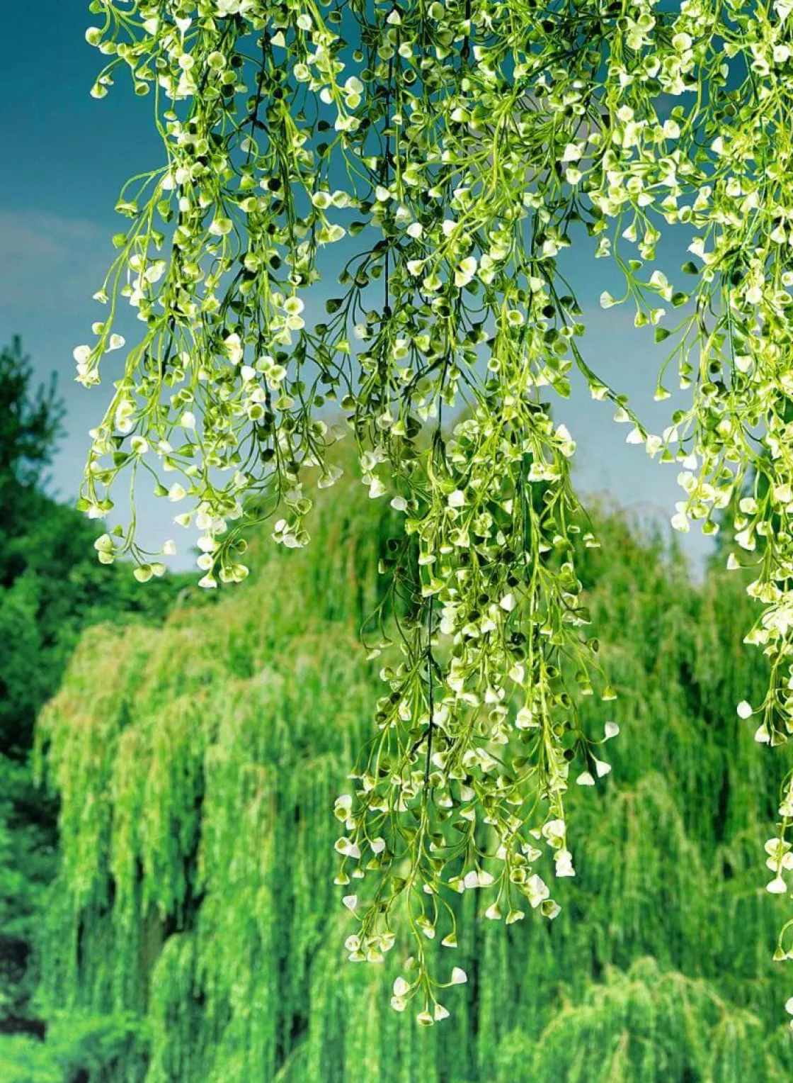 DecoWoerner Plantas Verdes|Plantas Colgantes>Colgante De Plantas Artificiales Senecio, 90 Cm