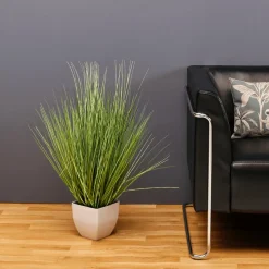 DecoWoerner Plantas De Interior|Hierba Decorativa><noscript><img width=