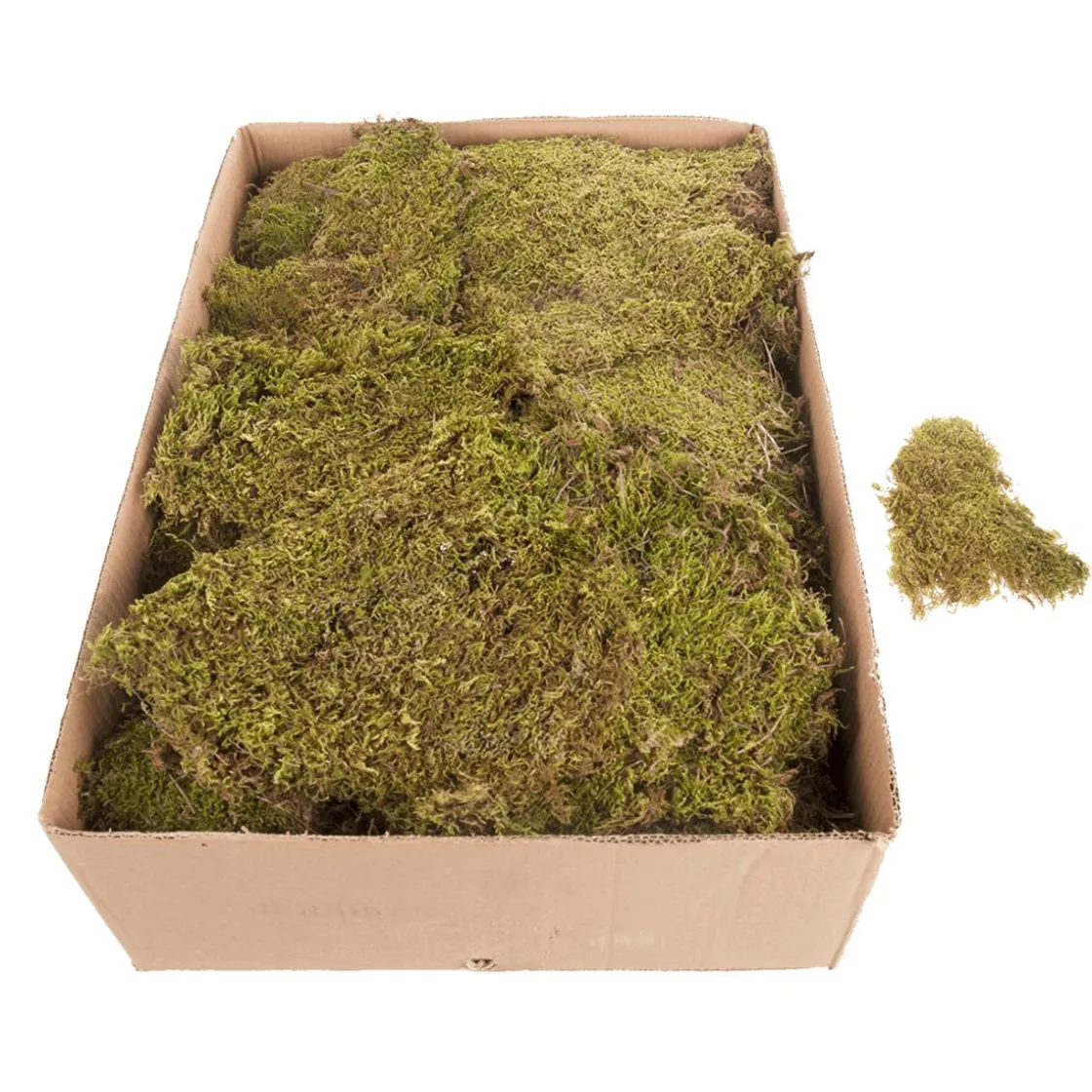 DecoWoerner Decoración Natural|Césped Artificial>Esteras De Musgo, Placas De Musgo 2 Kg