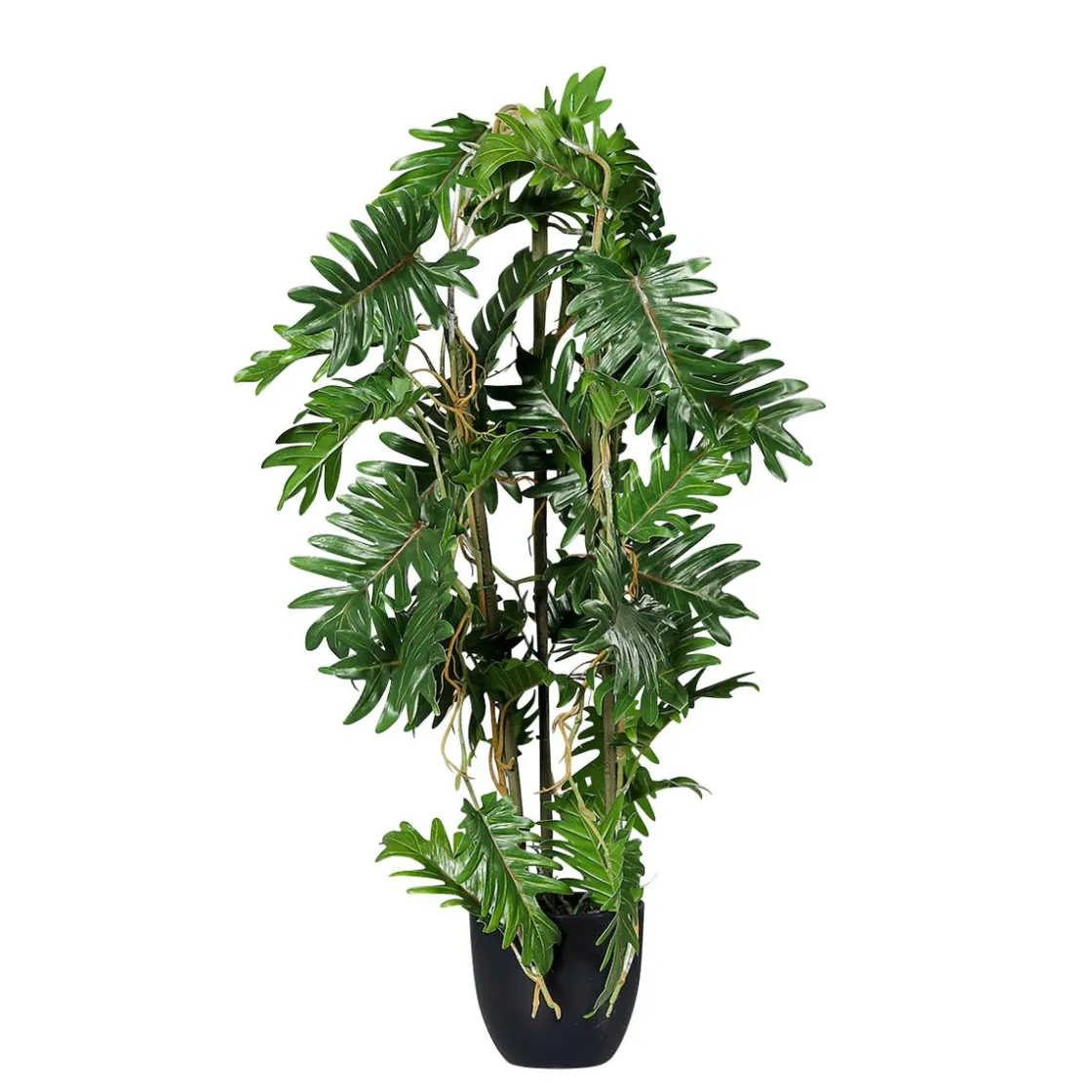 DecoWoerner Plantas Verdes|Plantas De Interior>Filodendro Partido En Maceta Negra