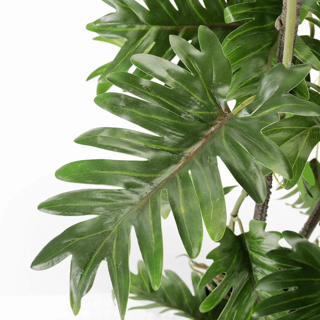 DecoWoerner Plantas Verdes|Plantas De Interior>Filodendro Partido En Maceta Negra