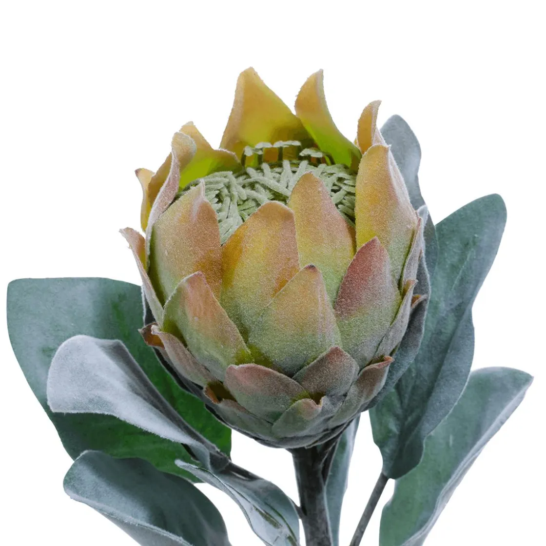 DecoWoerner Decoración De Otoño|Flores Artificiales>Flor Artificial Protea , 72 Cm
