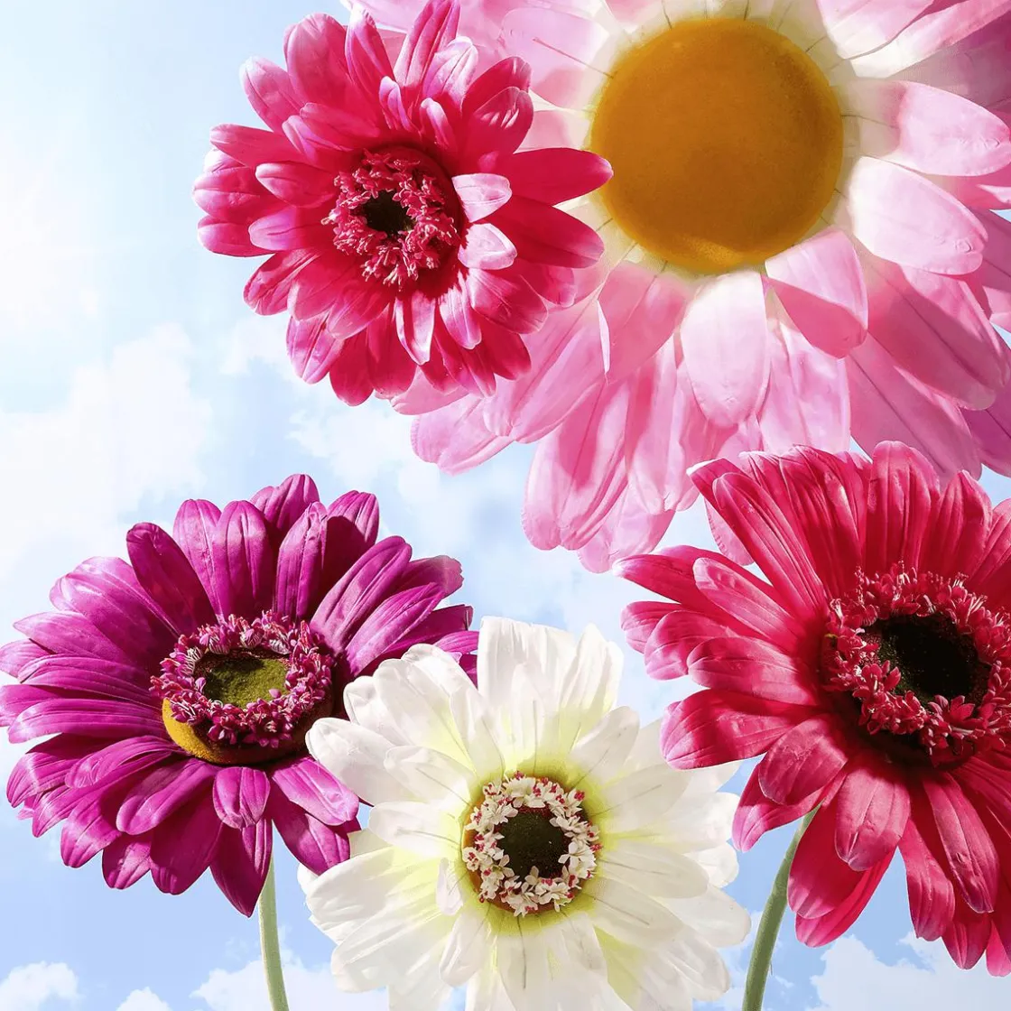 DecoWoerner Decoración De Primavera|Cabezas De Flores Artificiales>Gerbera Gigante Morado, 45 Cm Ø