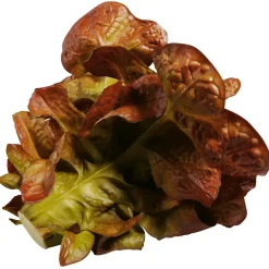 DecoWoerner Verduras Y Hierbas><noscript><img width=