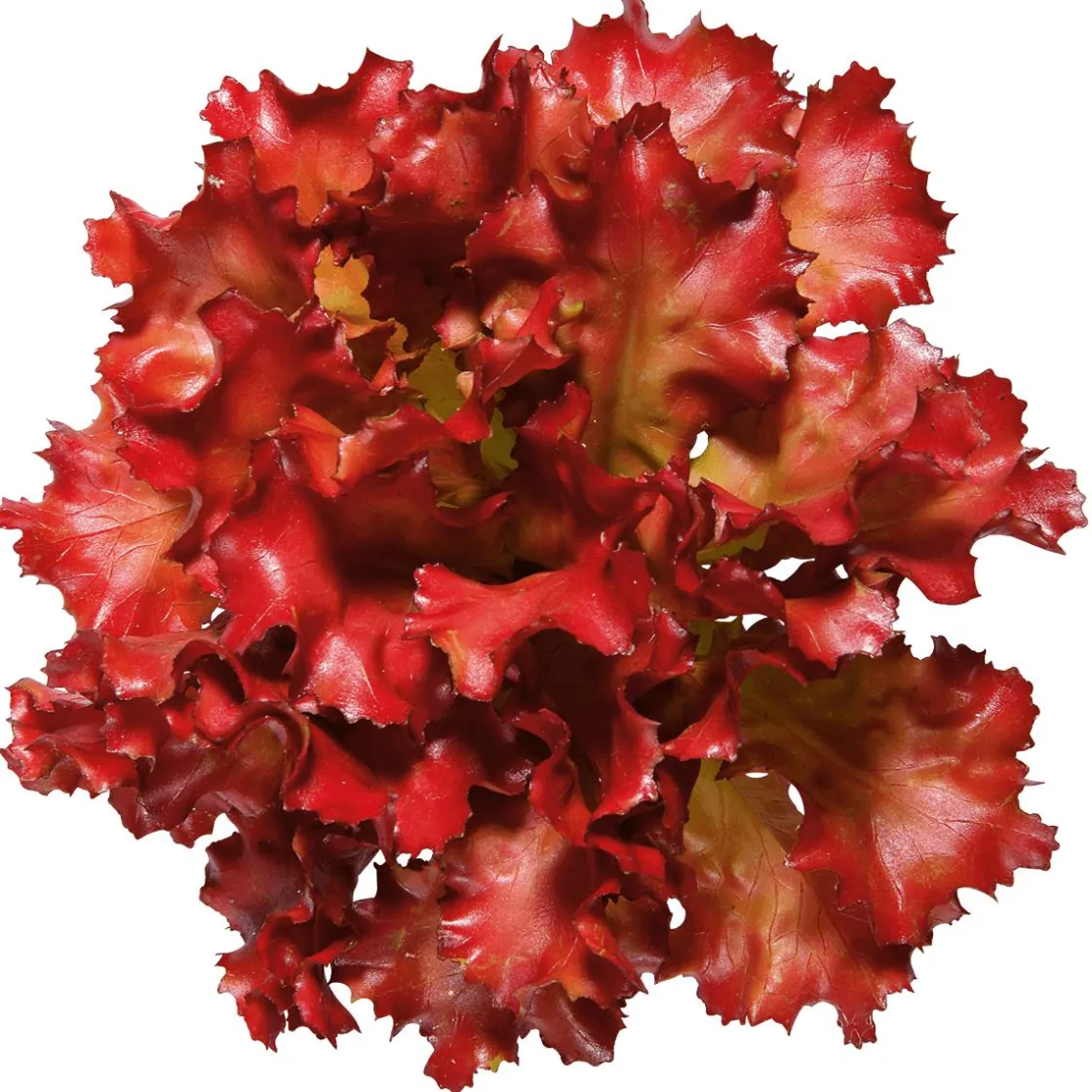 DecoWoerner Verduras Y Hierbas>Imitación De Lechuga Lollo Rosso, Ø 16 Cm