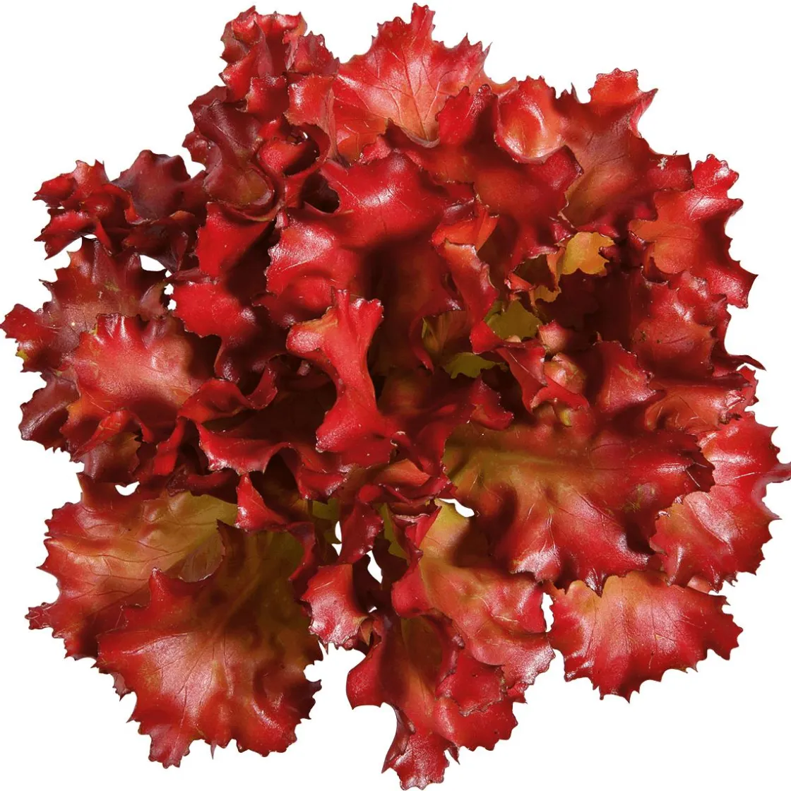 DecoWoerner Verduras Y Hierbas>Imitación De Lechuga Lollo Rosso, Ø 16 Cm