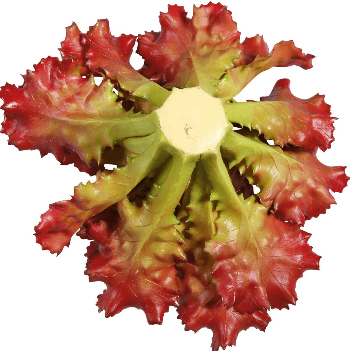 DecoWoerner Verduras Y Hierbas>Imitación De Lechuga Lollo Rosso, Ø 16 Cm