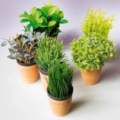 DecoWoerner Plantas De Interior|Verduras Y Hierbas><noscript><img width=