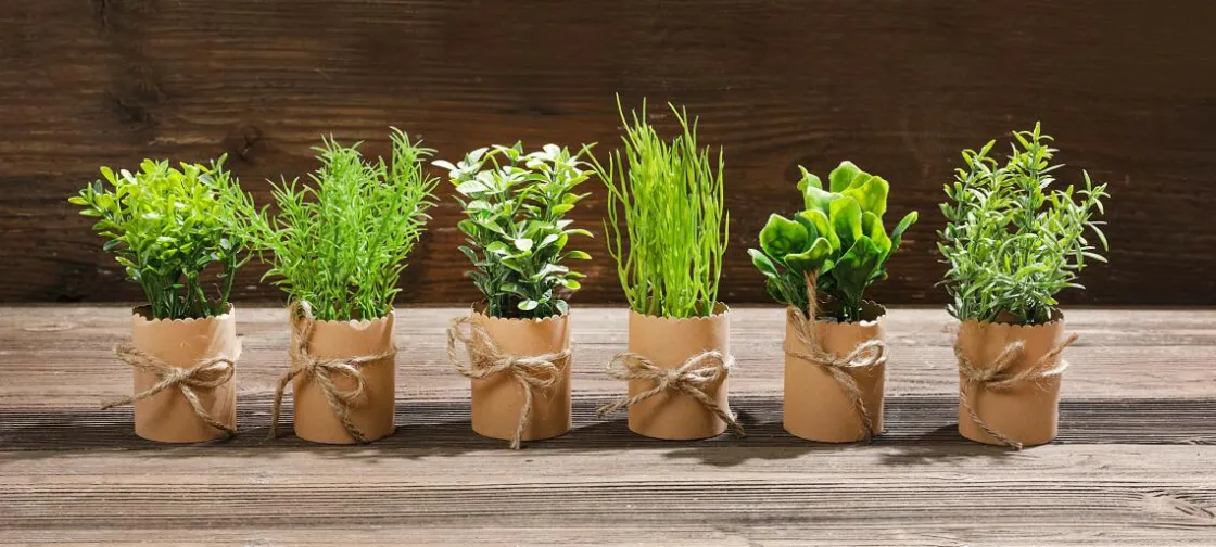 DecoWoerner Plantas De Interior|Verduras Y Hierbas>Mini Hierbas En Maceta 6 Piezas 15 Cm