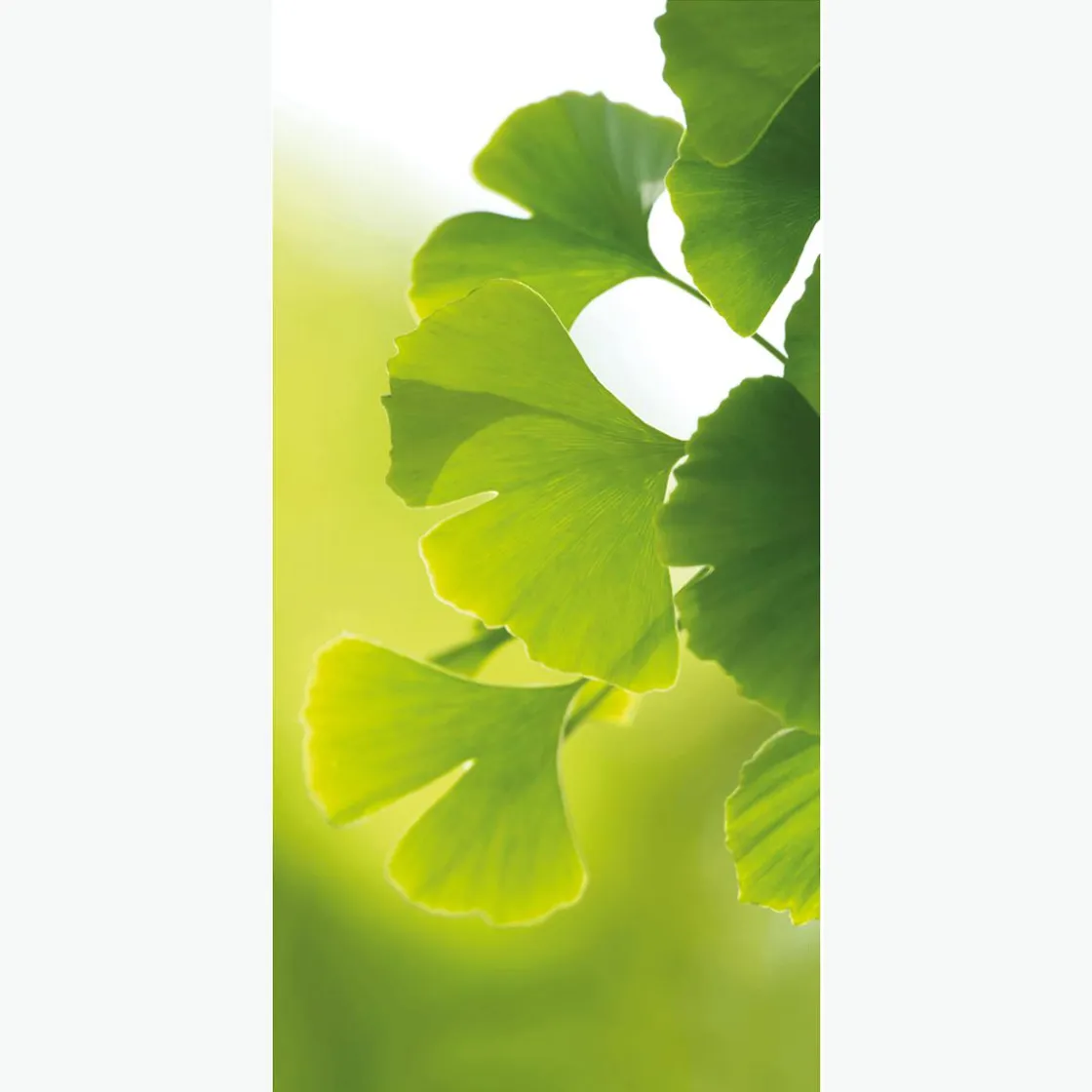DecoWoerner Decoración Natural|Decoración De Primavera>Pancarta De Tela Ignífuga "Ginkgo" De Tela De Bandera De 100 X 200 Cm