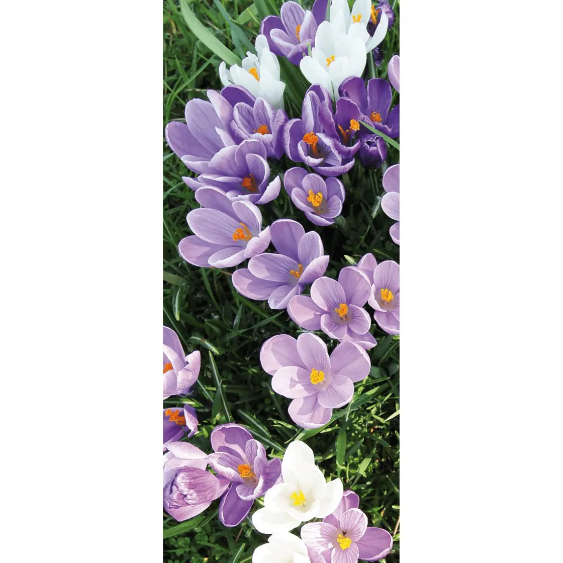 DecoWoerner Decoración De Primavera|Pancartas De Primavera>Pancarta De Tela Ignífuga Blanca Y Púrpura De Azafranes 75 X 180 Cm