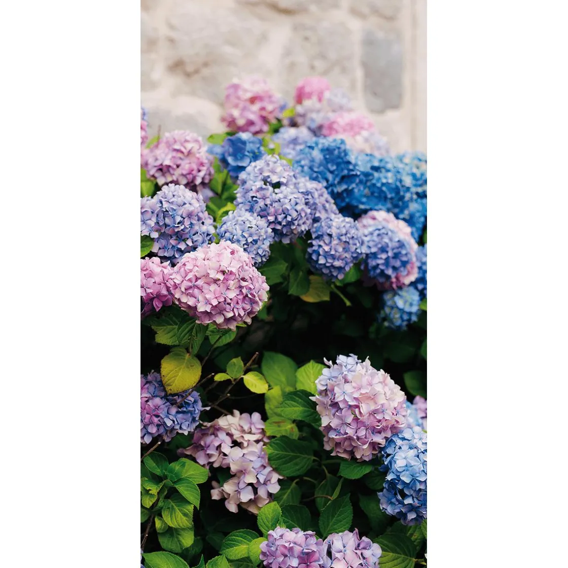 DecoWoerner Decoración De Verano|Decoración De Primavera>Pancarta De Tela Ignífuga "hortensias s, Moradas Y Azules" De Tela De Bandera 100 X 200 Cm