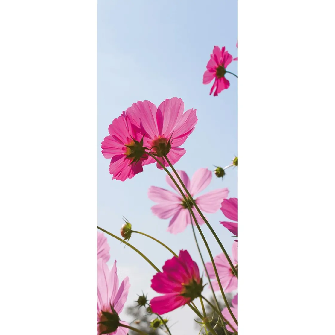 DecoWoerner Decoración De Primavera|Pancartas De Verano>Pancarta De Tela Retardante De La Llama Cosmea Tela De La Bandera 75 X 180 Cm