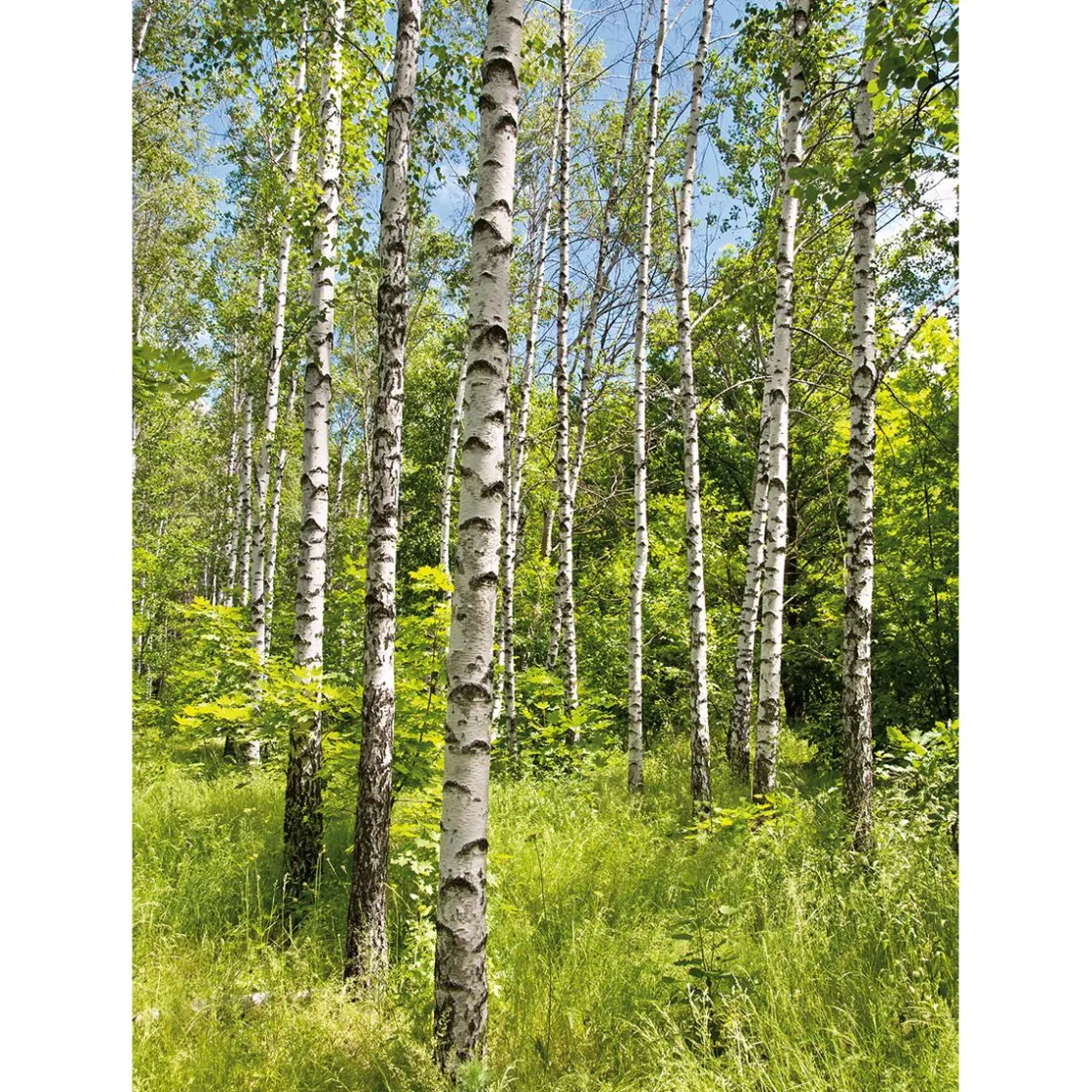 DecoWoerner Bandera Xxl>Pancarta De Tela XL "Bosque De Abedules En Primavera" De Tela De Bandera Ignífuga 150 X 200 Cm
