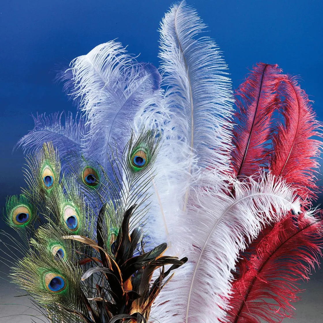 DecoWoerner Decoración Temática>Pluma De Avestruz, Color