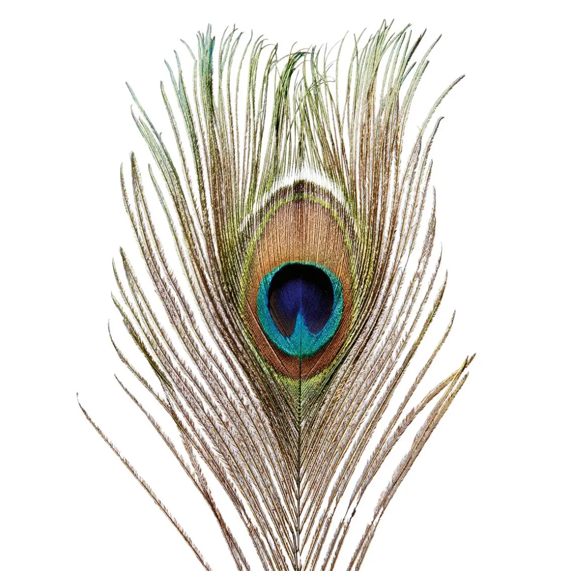 DecoWoerner Decoración Dispersa>Plumas De Pavo Real, 10 Piezas