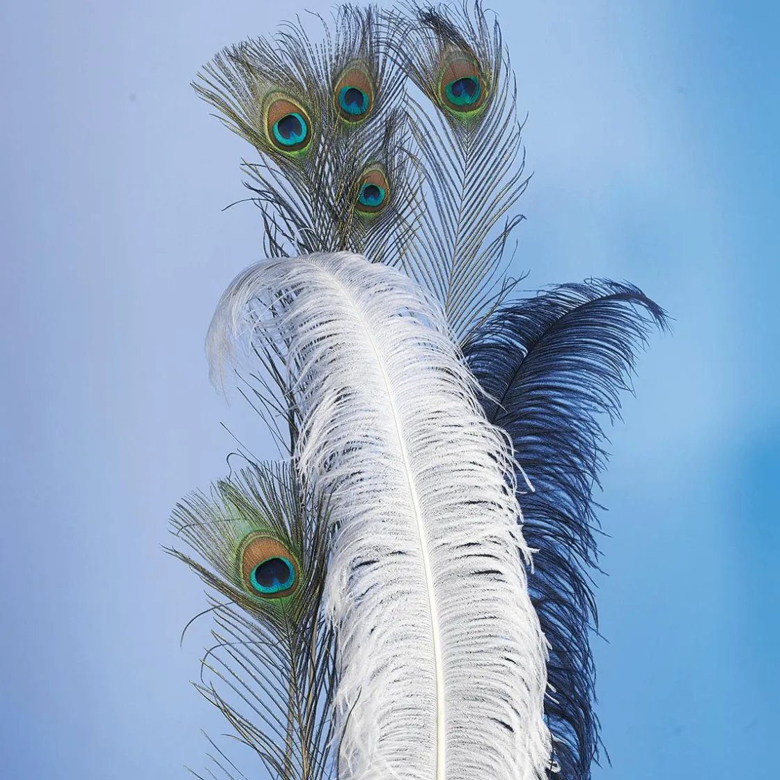 DecoWoerner Decoración Dispersa>Plumas De Pavo Real, 10 Piezas