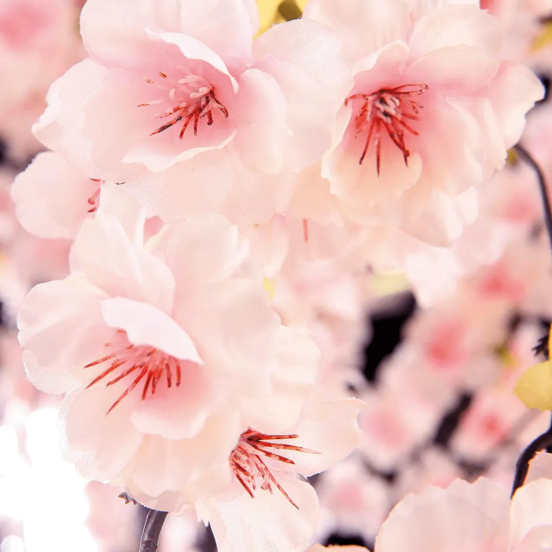 DecoWoerner Decoración De Primavera|Árboles Artificiales>Árbol De Flores De Cerezo Artificial Blanco, 150 Cm