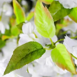 DecoWoerner Decoración De Primavera|Árboles Artificiales><noscript><img width=