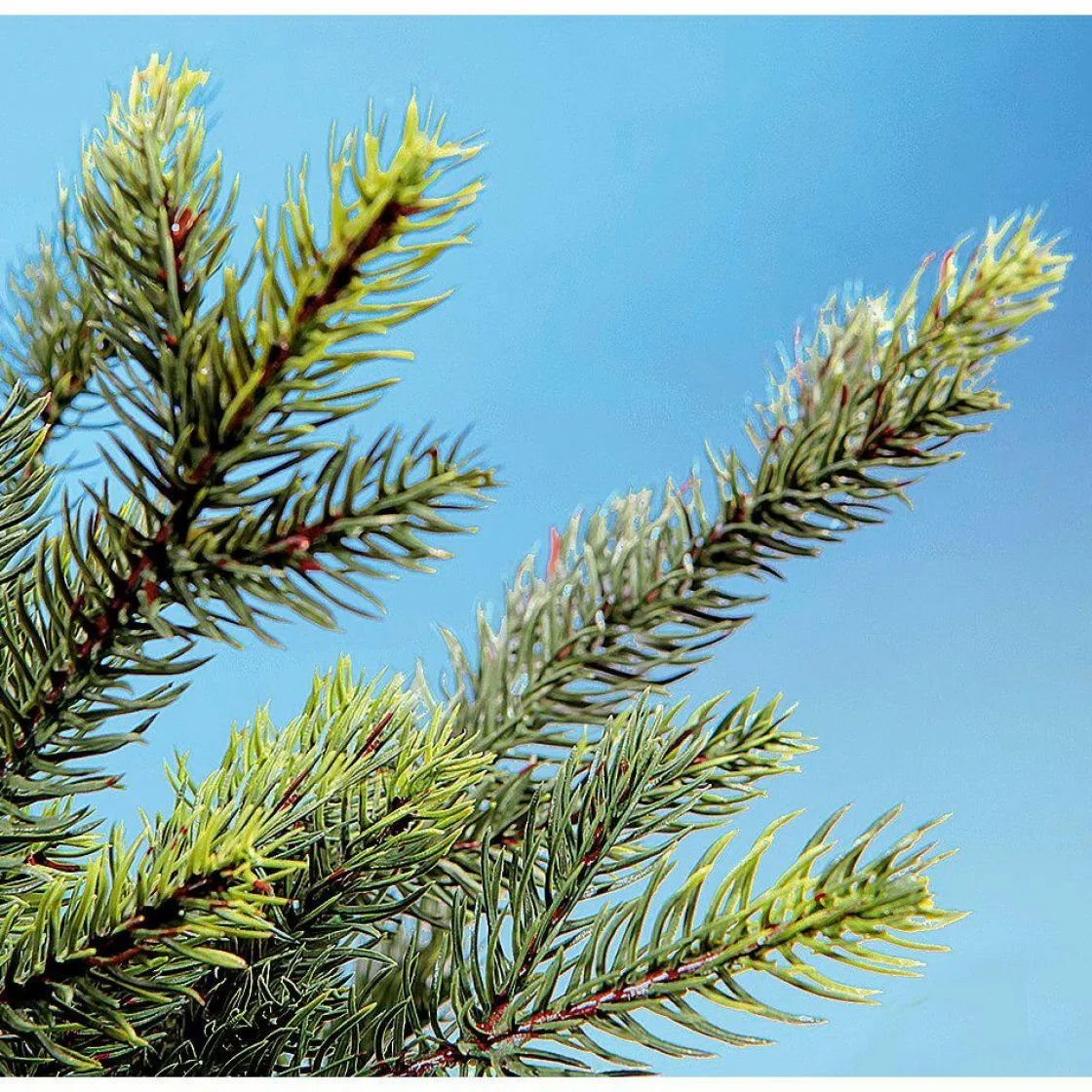 DecoWoerner Árboles De Navidad Artificiales>Árbol De Navidad Artificial Abeto Douglas Con LED 210 Cm