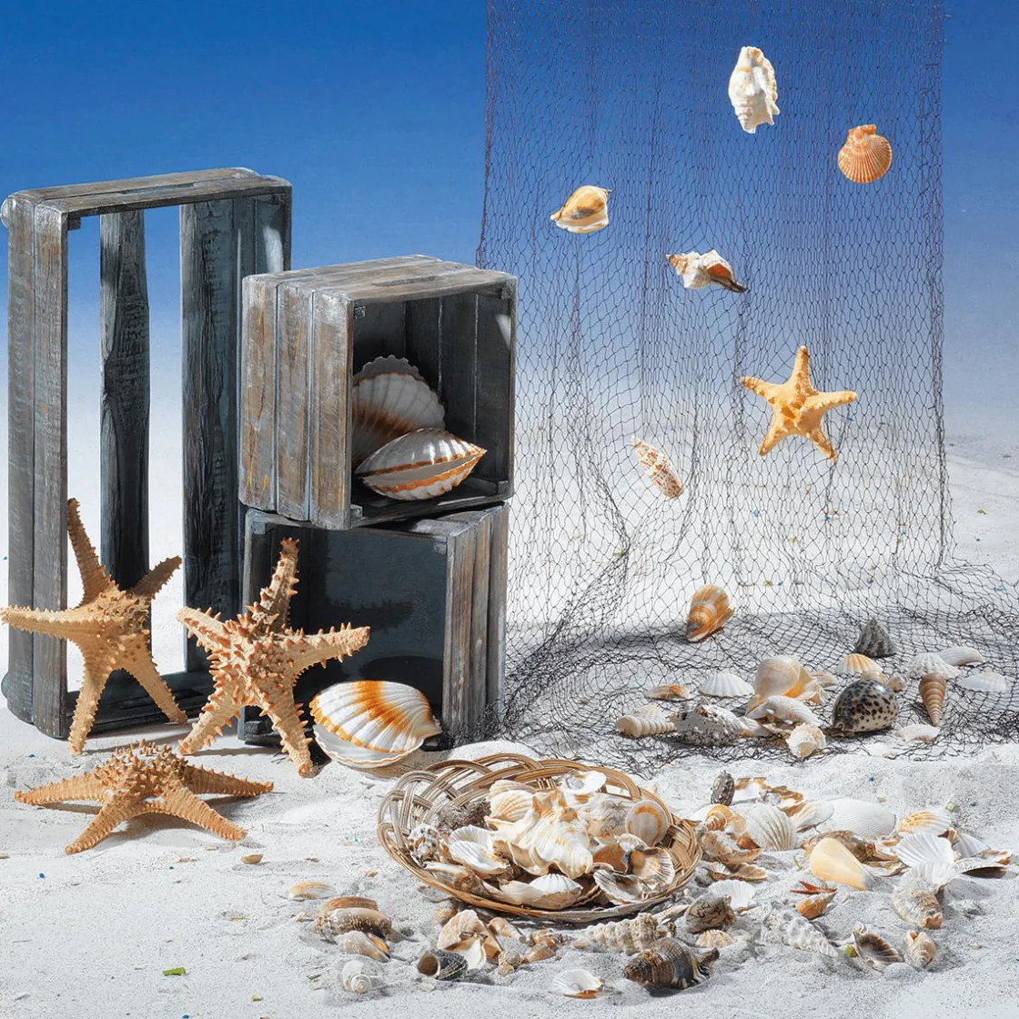 DecoWoerner Decoración De Verano>Vieiras Decorativas, Ø 10 Cm